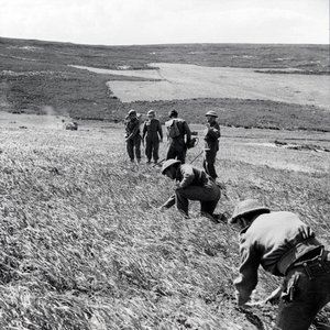 1943年4月、トカボーアとシャウアハに対する第一軍の攻撃の余波で地雷原をクリアした、237フィールドカンパニーのロイヤルエンジニアのサッパー
